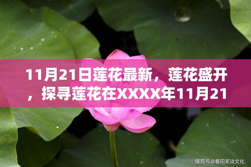 11月21日蓮花最新，蓮花盛開，探尋蓮花在XXXX年11月21日的嶄新篇章