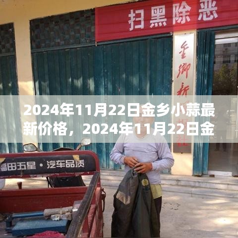 2024年11月22日金鄉(xiāng)小蒜最新價(jià)格全面指南，查詢與理解