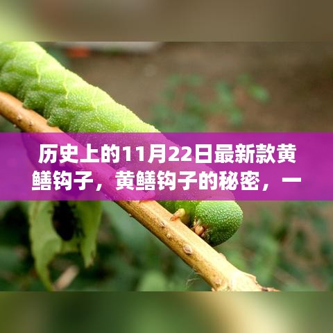 溫馨日常故事，揭秘黃鱔鉤子的秘密與最新款鉤子誕生記