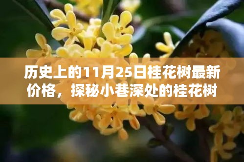 歷史上的11月25日桂花樹行情深度解析，香氣四溢的價格秘密與最新行情揭秘