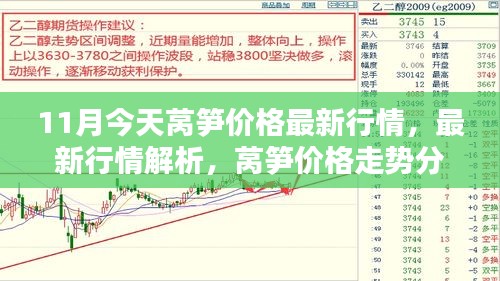 11月萵筍價格最新行情解析及走勢分析——今日行情報告（11月版）