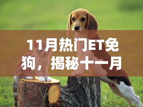 揭秘十一月熱門ET免狗趨勢，引領(lǐng)潮流的新寵兒風(fēng)潮