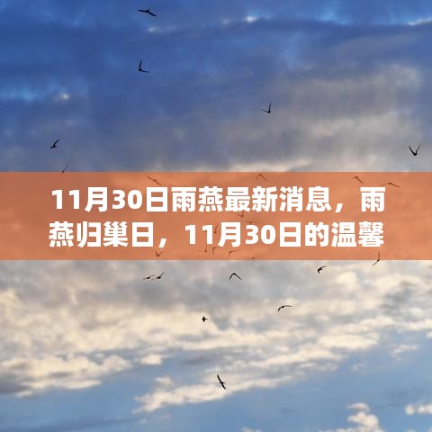 雨燕歸巢日，11月30日的溫馨奇遇