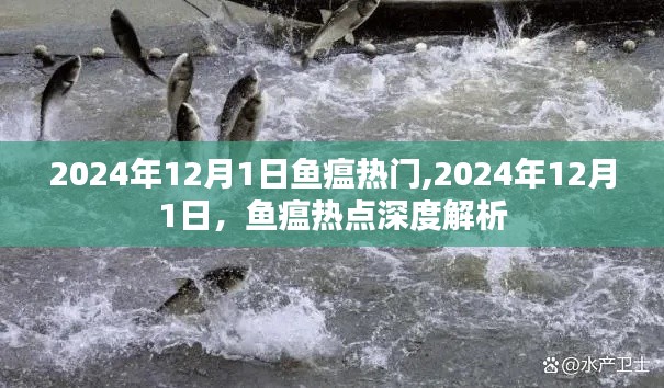 2024年12月1日魚瘟熱點解析，深度探討魚瘟現(xiàn)象