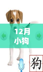 小狗寶盒最新版下載，數(shù)字時(shí)代的起源、影響及地位探索