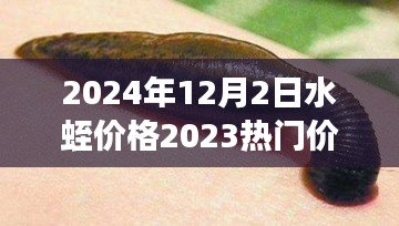 2024年12月2日水蛭價格2023熱門價格表,水蛭價格變遷背后的勵志故事，學習、變化與自信的躍升之旅