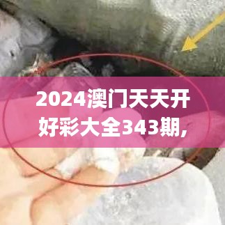 2024澳門天天開好彩大全343期,全面解析與深度體驗_復刻版6.229