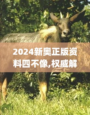 2024新奧正版資料四不像,權威解析說明_WP19.858