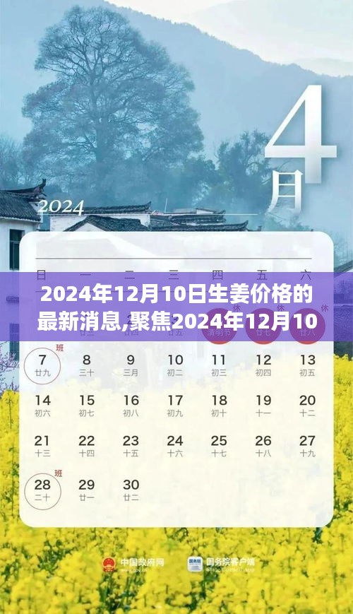 2024年12月10日生姜價格最新動態(tài)及市場洞察