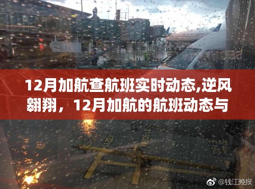 12月加航航班實時動態，逆風翱翔，學習成長鑄就自信成就的天空