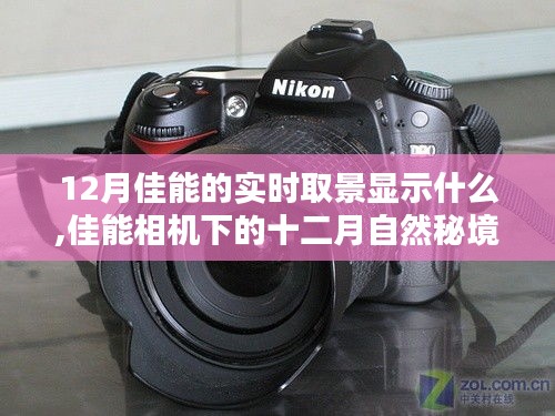 佳能相機下的十二月自然秘境，實時取景揭示寧靜與幽默的十二月佳能視界