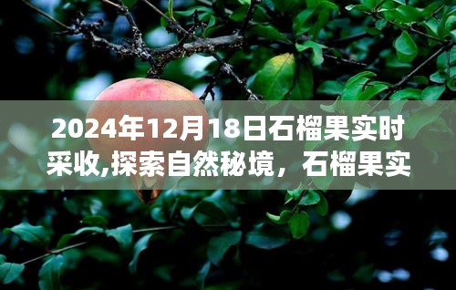 石榴果實(shí)約定之旅，探索自然秘境，2024年采收之旅啟程