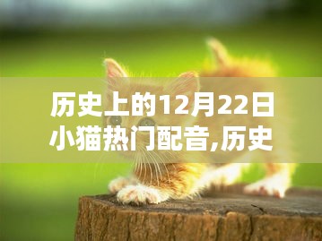 歷史上的小貓配音璀璨時刻，12月22日的回顧與展望