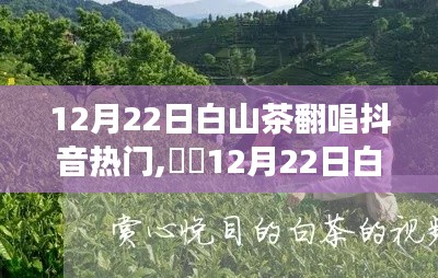 12月22日白山茶抖音翻唱熱潮，抖出自然美，心靈之旅啟程