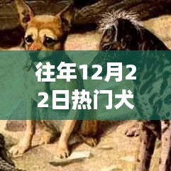 往年12月22日熱門犬種概覽，入門指南帶你探索犬類世界