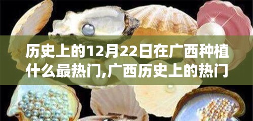 廣西歷史上的種植焦點，深度解析廣西種植作物趨勢與12月22日的熱門種植焦點