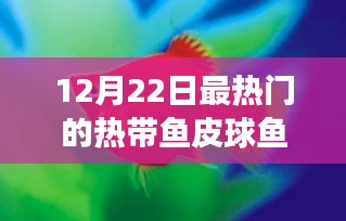 12月22日聚焦，熱帶魚皮球魚熱潮來襲，引領時尚潮流之選