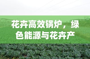 花卉高效鍋爐，綠色能源與花卉產業融合創新之道