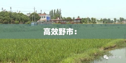 高效野市： 