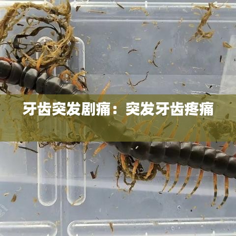 牙齒突發(fā)劇痛：突發(fā)牙齒疼痛 