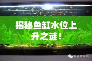 揭秘魚缸水位上升之謎！