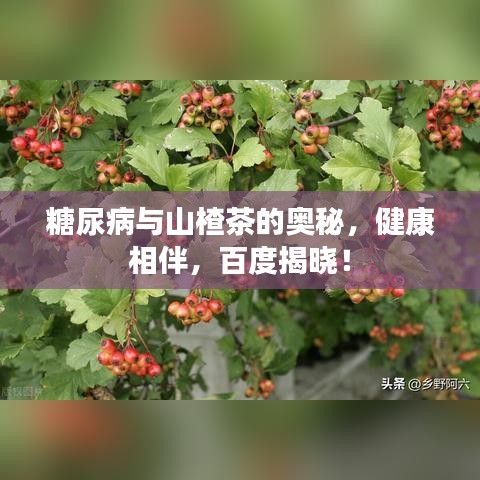 糖尿病與山楂茶的奧秘，健康相伴，百度揭曉！