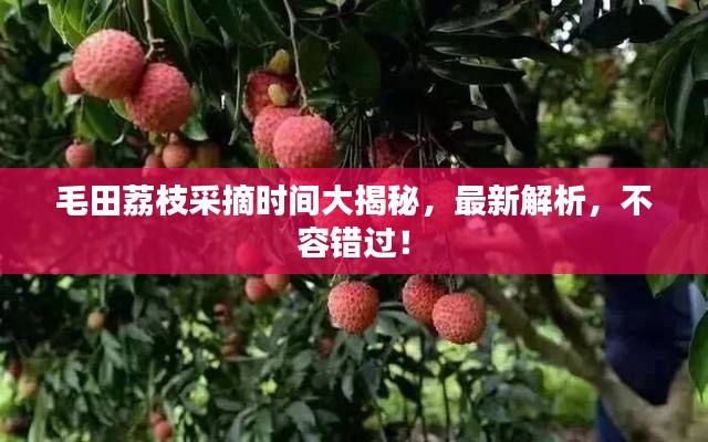 毛田荔枝采摘時間大揭秘，最新解析，不容錯過！