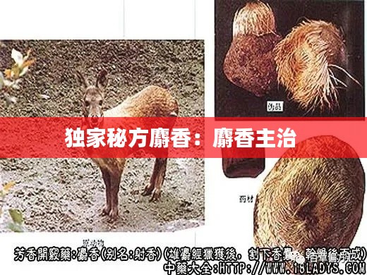 獨家秘方麝香：麝香主治 