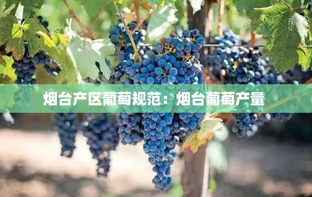 煙臺(tái)產(chǎn)區(qū)葡萄規(guī)范：煙臺(tái)葡萄產(chǎn)量 