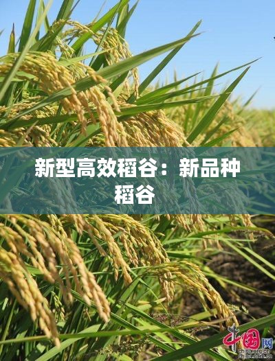 新型高效稻谷：新品種稻谷 