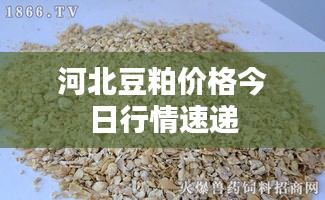 河北豆粕價格今日行情速遞