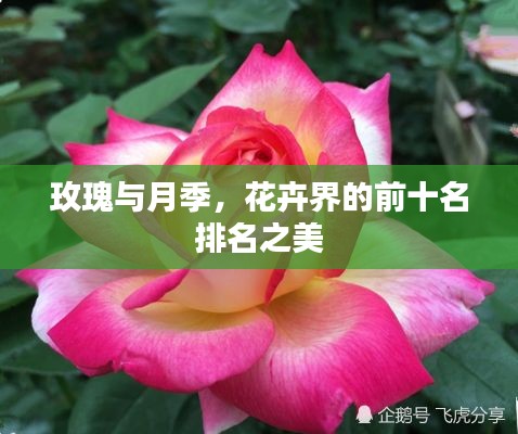 玫瑰與月季，花卉界的前十名排名之美