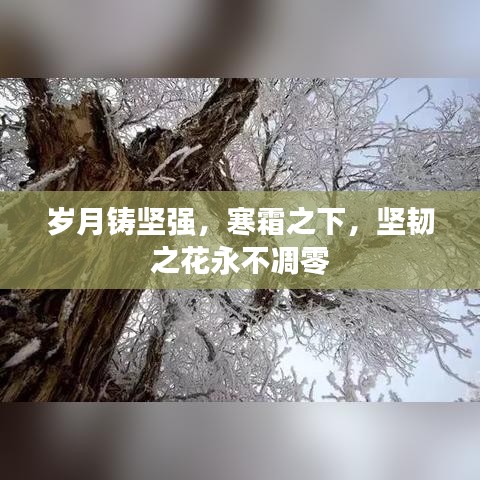 歲月鑄堅強，寒霜之下，堅韌之花永不凋零