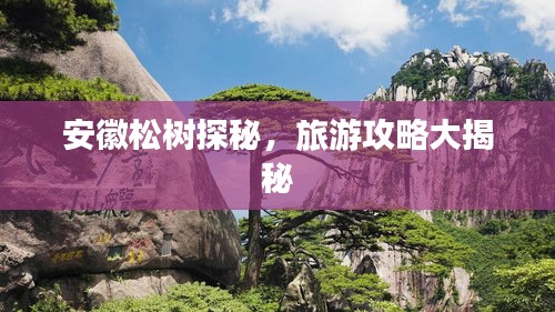 安徽松樹探秘，旅游攻略大揭秘