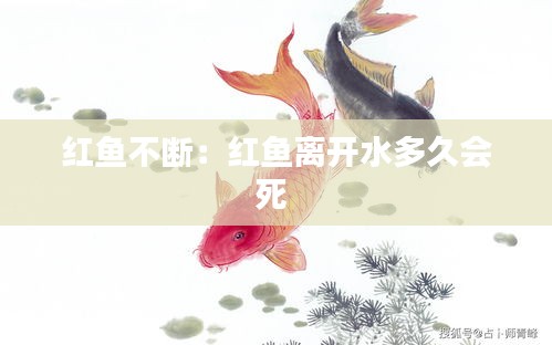 紅魚不斷：紅魚離開水多久會死 