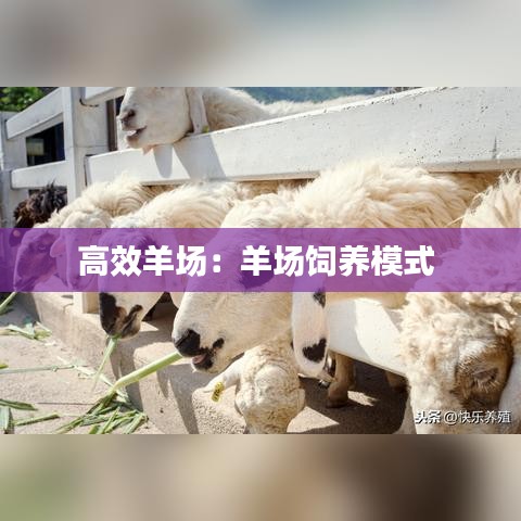 高效羊場：羊場飼養(yǎng)模式 