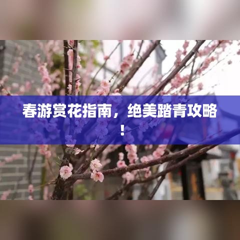 春游賞花指南，絕美踏青攻略！