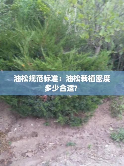 油松規范標準：油松栽植密度多少合適? 