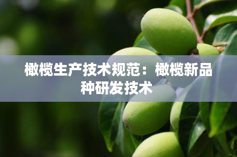 橄欖生產(chǎn)技術(shù)規(guī)范：橄欖新品種研發(fā)技術(shù) 