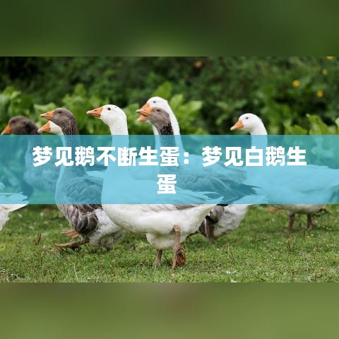 夢見鵝不斷生蛋：夢見白鵝生蛋 