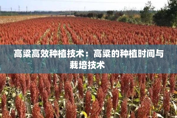 高粱高效種植技術：高粱的種植時間與栽培技術 