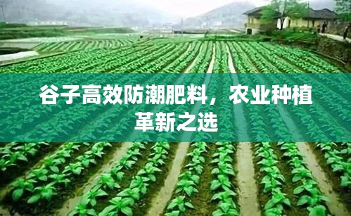 谷子高效防潮肥料，農業種植革新之選