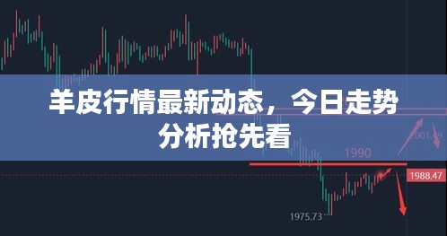 羊皮行情最新動態(tài)，今日走勢分析搶先看