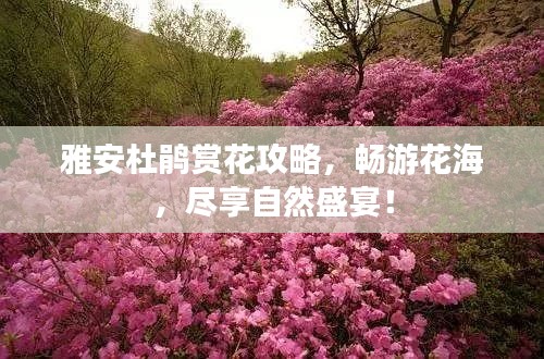 雅安杜鵑賞花攻略，暢游花海，盡享自然盛宴！