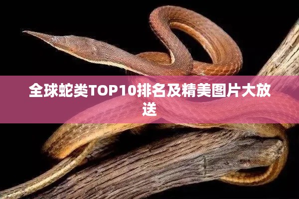 全球蛇類TOP10排名及精美圖片大放送