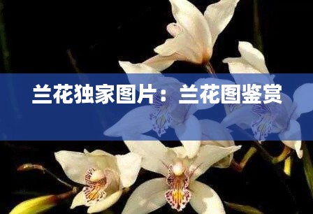 蘭花獨家圖片：蘭花圖鑒賞 