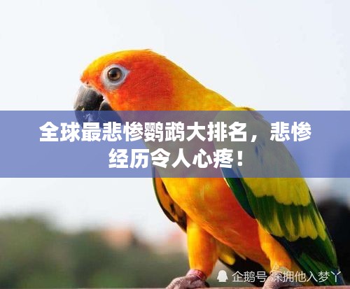 全球最悲慘鸚鵡大排名，悲慘經歷令人心疼！