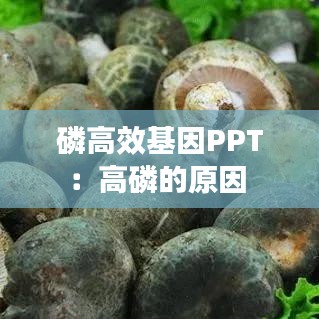 磷高效基因PPT：高磷的原因 