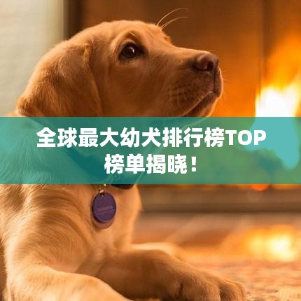 全球最大幼犬排行榜TOP榜單揭曉！