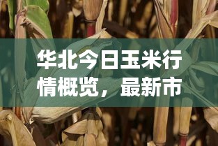 華北今日玉米行情概覽，最新市場動態與走勢分析